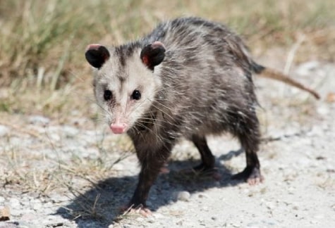 Possum Removal Brisbane