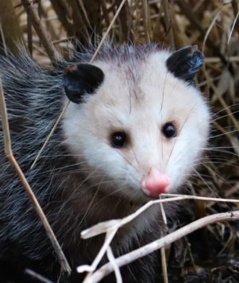 Signs Of Possum Infestation