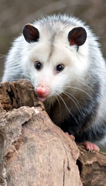 Benefits Of Possum Removal