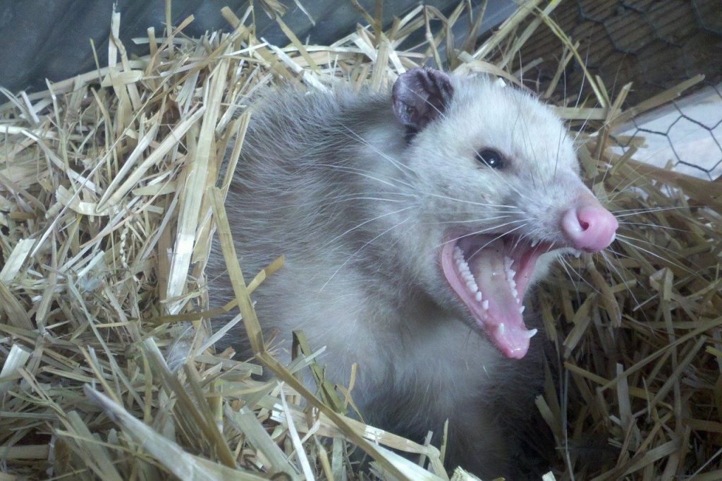 possum removal