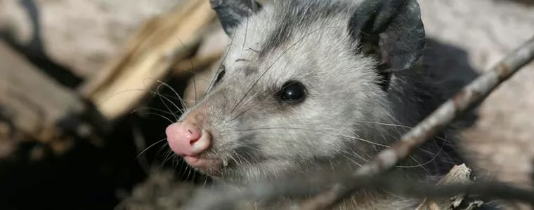 Possum Removal Services