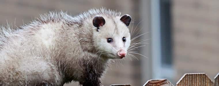 Protect Your Home From Possums