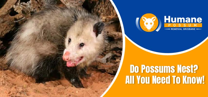 professional possum catching