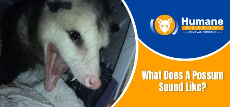 What Does A Possum Sound Like