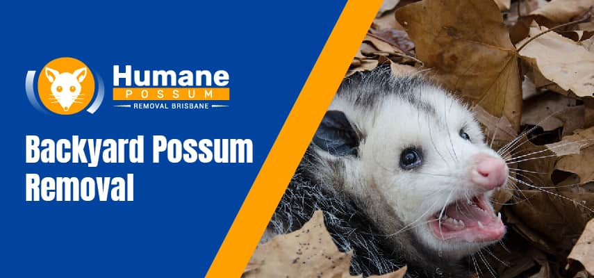 Dealing With Backyard Possum Problems - How To Get Rid Of An