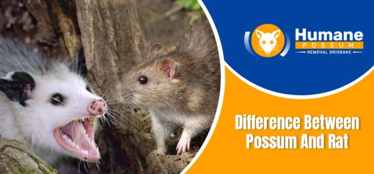 Difference Between Possum And Rat