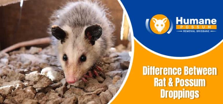 Difference Between Rat & Possum Droppings