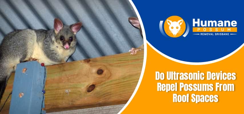 Repel Possums From Roof Spaces