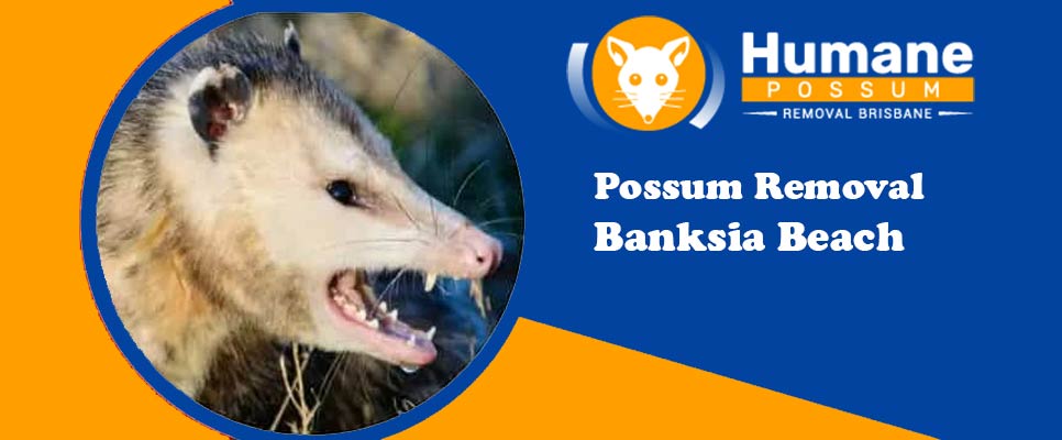 Possum Removal Banksia Beach