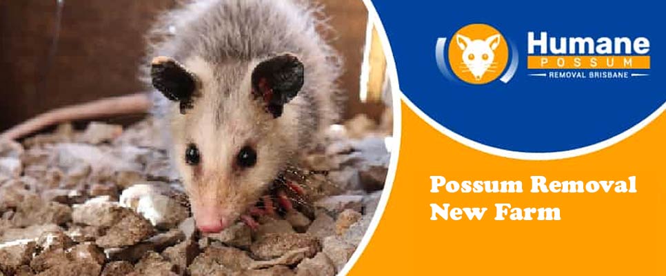 Possum Removal New Farm