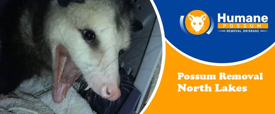 Possum Removal North Lakes