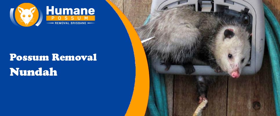 Possum Removal Nundah