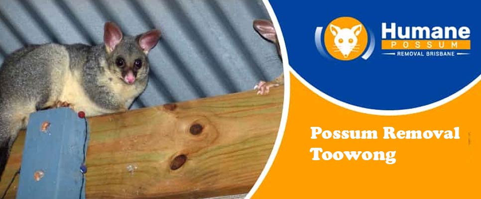 Possum Removal Toowong