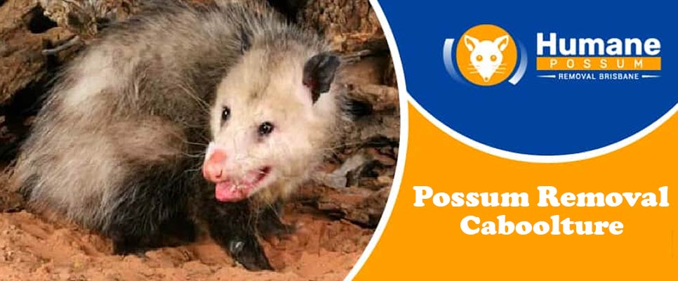 Possum Removal Caboolture