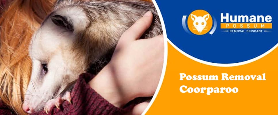 Possum Removal Coorparoo