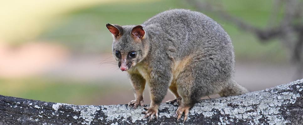 Possum Removal Maroochydore