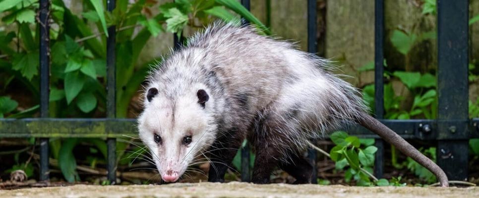 Possum Removal Wynnum