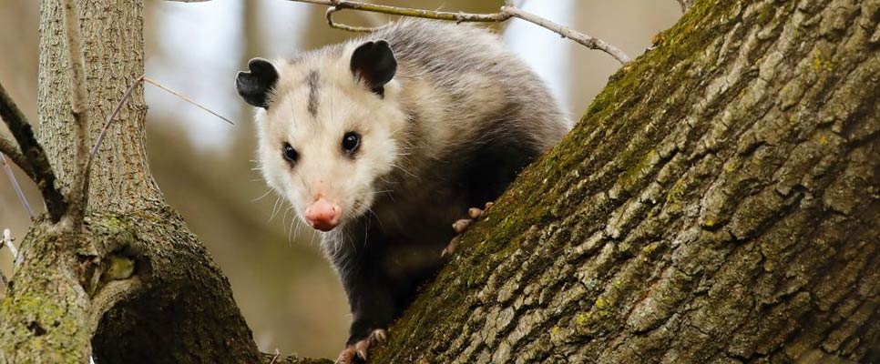 How To Get Rid Of Possum Smell