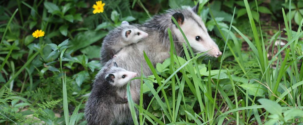 How To Keep Your Garden Safe From Possums